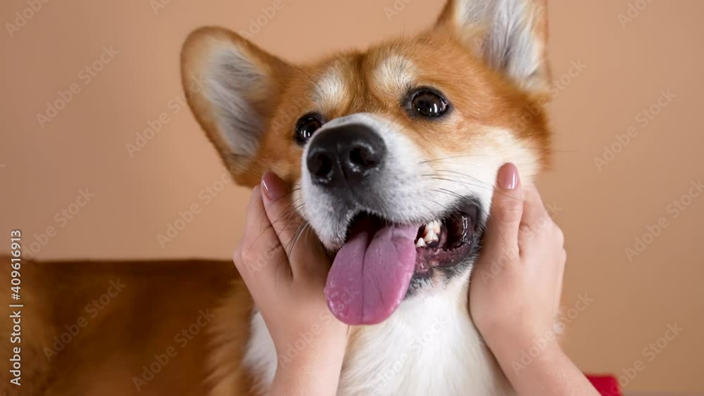 The owner's hands are crumple the cheeks of a Welsh Corgi Pembroke dog. Close up of a dog's muzzle in the studio on an orange background. Slow motion. Close up. The owner's hands are crumple the cheeks of a Welsh Corgi Pembroke dog. Close up of a dog's muzzle in the studio on an orange background. Slow motion. Close up.