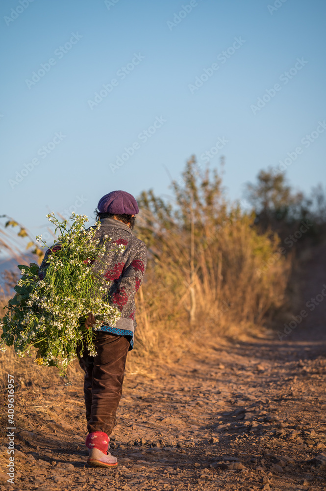 A Chinese old woman is harvesting rape by hand in sunset. A Chinese old woman is harvesting rape by hand in sunset.
