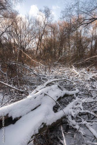trees in snow