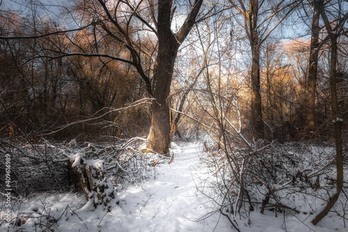 winter forest