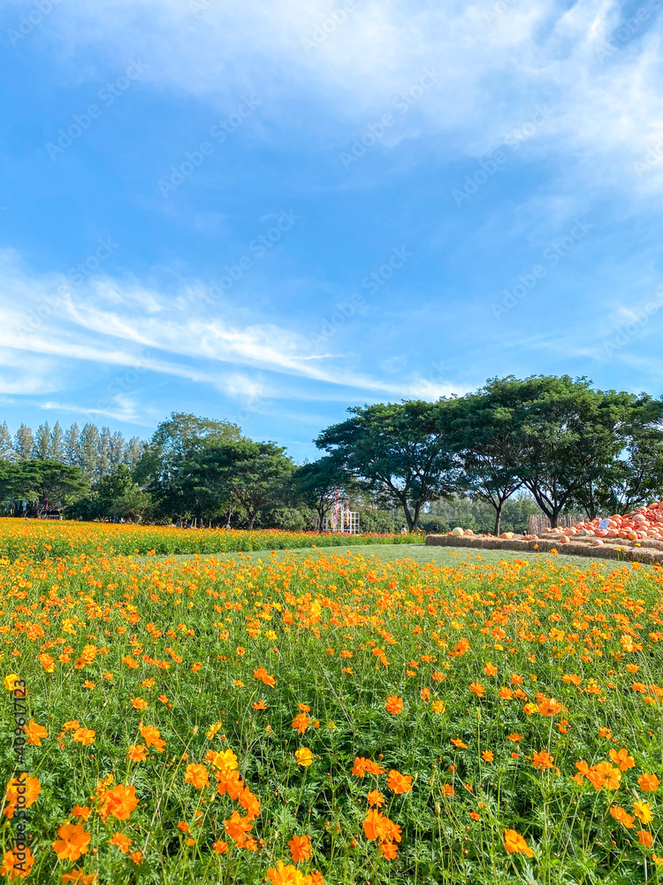 field of flowers