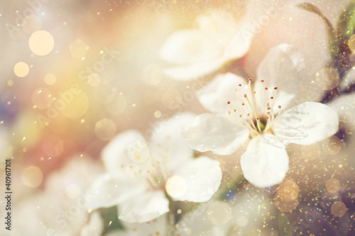 Closeup view of blossoming tree outdoors on spring day