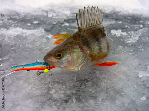 Caught fish on ice. Winter fishing photo