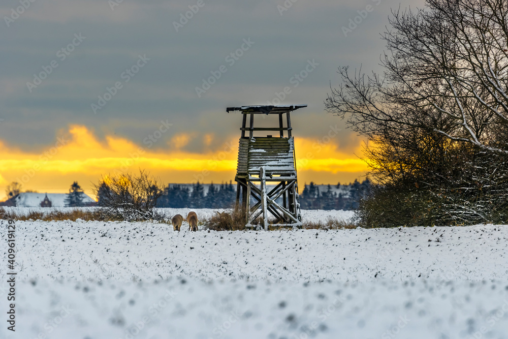 Rehe am Hochstand in der Abend Dämmerung Rehe am Hochstand in der Abend Dämmerung
