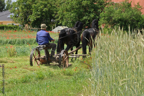 Bauer arbeitet mit einem historischen von Pferden gezogenen Grasm  her