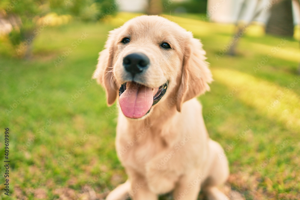 Beautiful and cute golden retriever puppy dog having fun at the park sitting on the green grass. Lovely labrador purebred doggy Beautiful and cute golden retriever puppy dog having fun at the park sitting on the green grass. Lovely labrador purebred doggy