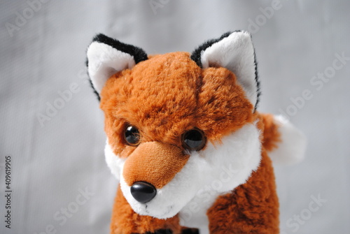 Teddy fox close up.