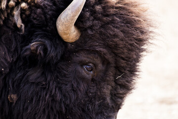 Fototapete Bison Brauner Steppenbison in Nahaufnahme  © Andrea David/Wirestock