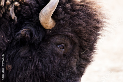 Closeup shot of brown steppe bison Fotobehang