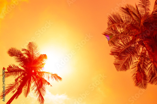 Fototapeta Naklejka Na Ścianę i Meble -  Palm tree tops against a bright orange sky at sunset. Travel and tourism to tropical countries.