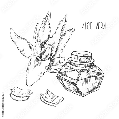 Hand drawn vector illustration aloe vera plant and oil bottle. Isolated monochrome picture of succulet for design, packaging