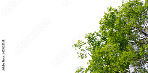 Green leaves and branches isolated on a white background