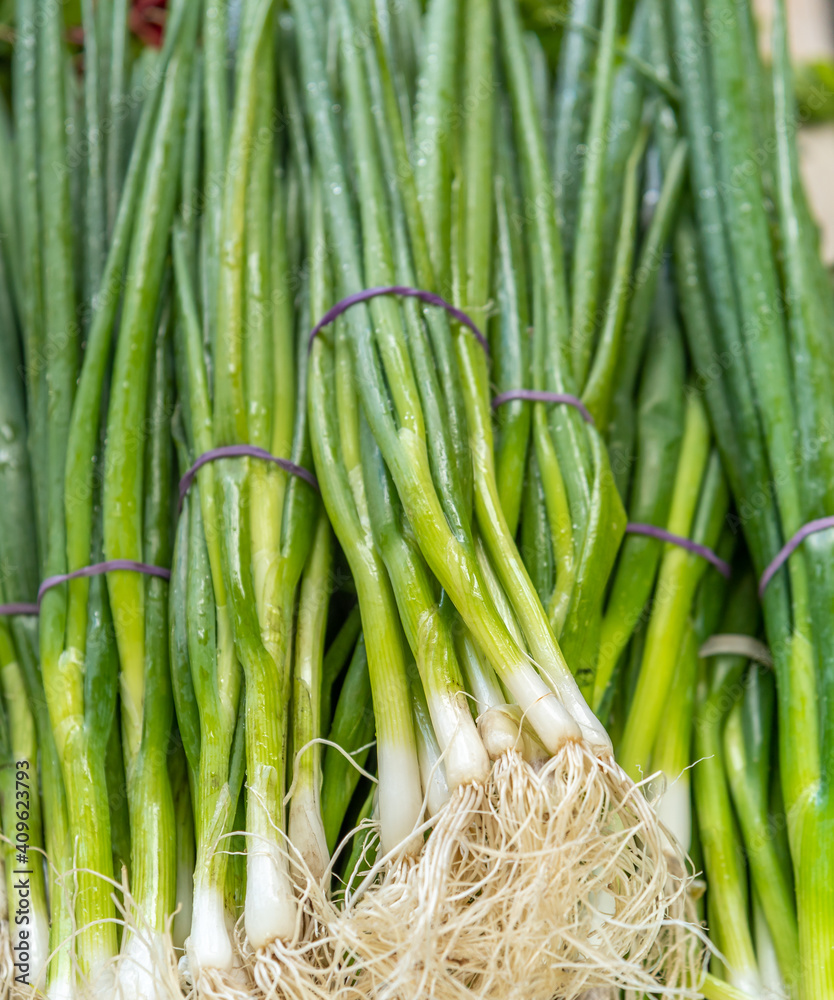 Obraz premium Bunches of green Spring Onions with purple rubber bands.