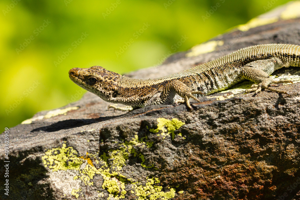 Pyrenean rock lizard, Iberolacerta bonnali, on the rock with yellowish green background, selective focus Pyrenean rock lizard, Iberolacerta bonnali, on the rock with yellowish green background, selective focus
