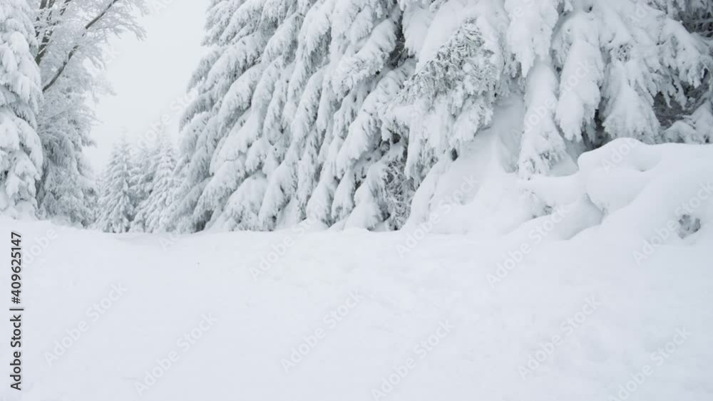 Dog pulling woman in sled through snow. Playful, active Australian Shepherd dog with female owner in winter forest at frosty day. Dog pulling woman in sled through snow. Playful, active Australian Shepherd dog with female owner in winter forest at frosty day.