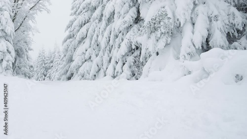 Wallpaper Mural Dog pulling woman in sled through snow. Playful, active Australian Shepherd dog with female owner in winter forest at frosty day. Torontodigital.ca