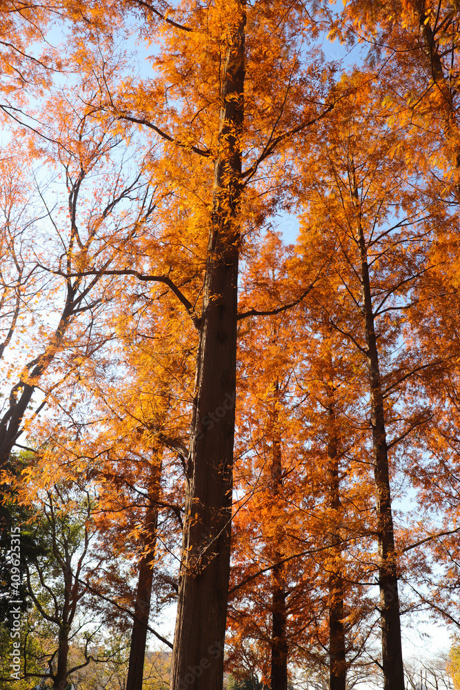 秋の風景 紅葉 メタセコイヤ 森 美しい 幻想的 きれい オレンジ