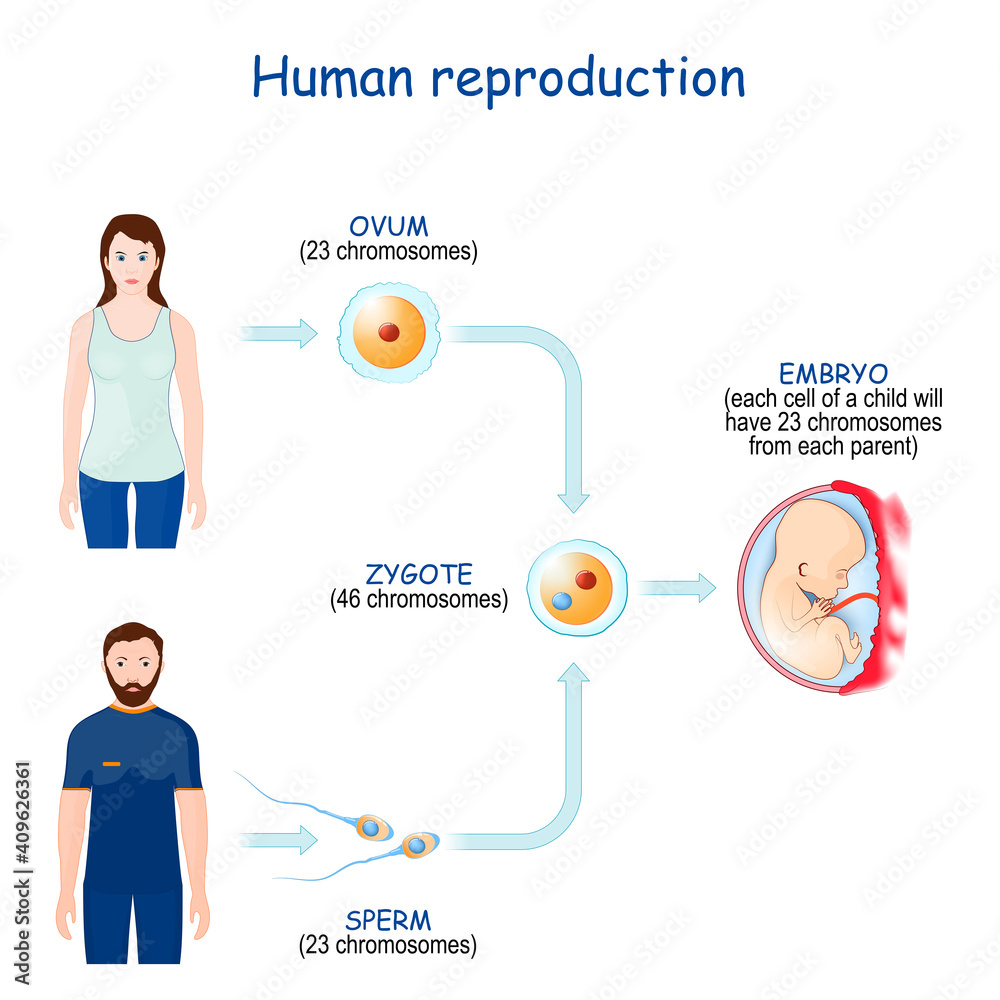 Sexual Reproduction And Human Fertilization Stock Vector Adobe Stock