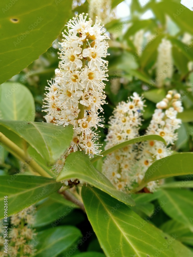 Fototapeta premium Laurel tree and its flowers