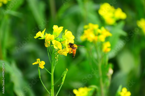 bee on yellow flower