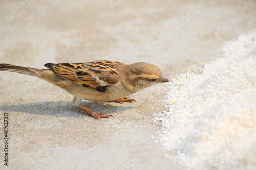 sparrow on the ground
