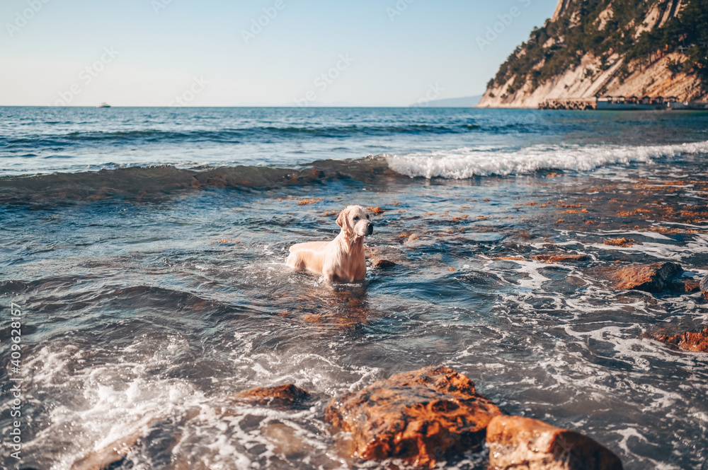 Happy cheerful golden retriever swimming running jumping plays with water on the sea coast in summer.