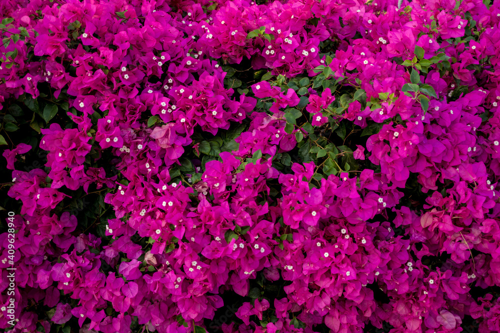 Beautiful background made of small violet bush flowers
