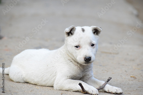white dog portrait