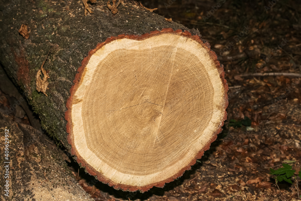 Querschnitt durch den Stamm einer Fichte, Picea abies Querschnitt durch den Stamm einer Fichte, Picea abies