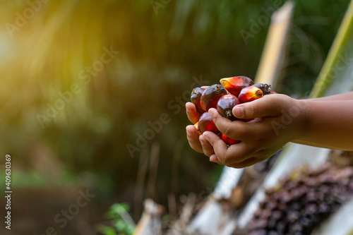 Red palm oil seeds on Child's hands photo