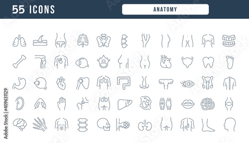 Set of linear icons of Anatomy