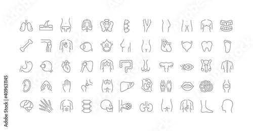 Set of linear icons of Anatomy