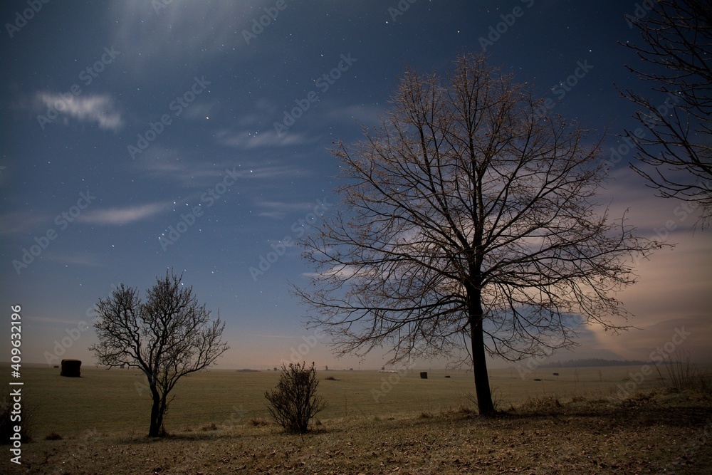 tree in the night with starry sky tree in the night with starry sky