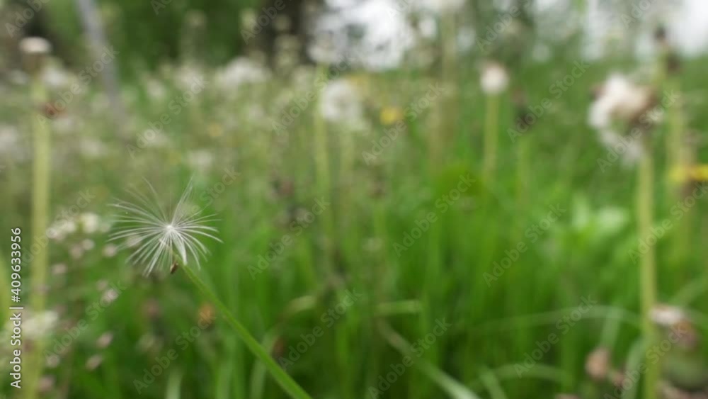 Dandelion flying seed gently moving in the wind. Slow motion. Dandelion flying seed gently moving in the wind. Slow motion.