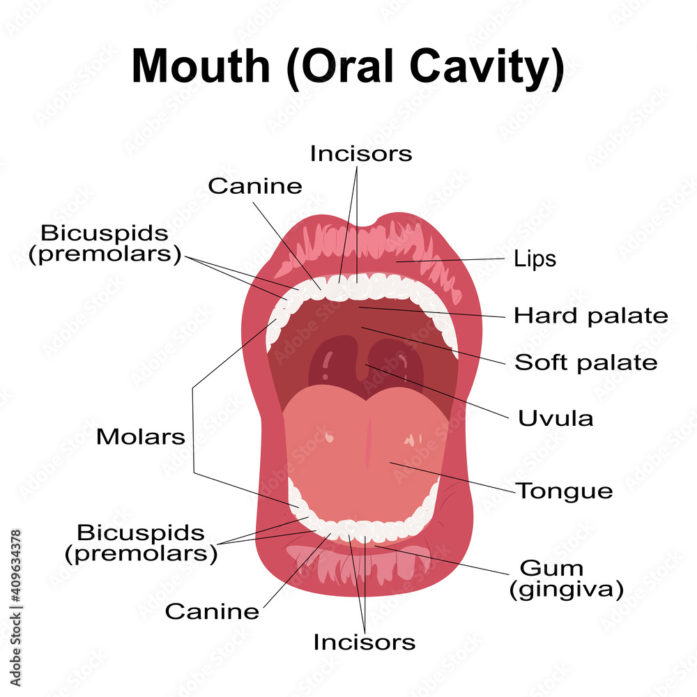 Oral Cavity Human Open Mouth Anatomy Model Posters For The Wall My