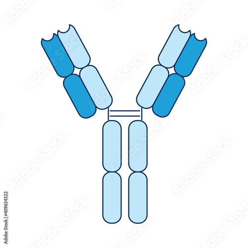 Antibody immune system influenza viruses, bacteria, coronavirus, COVID-19 and foreign substances in the blood. Vector illustration in the style of a flat icon isolated on a white background photo