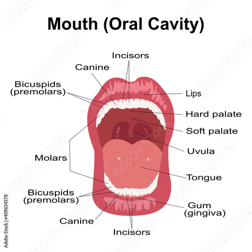 Visual aid of human open mouth anatomy and dentistry.Structure of oral cavity. Human mouth anatomy model with captions. Infographic design for educational poster. Vector illustration flat design.