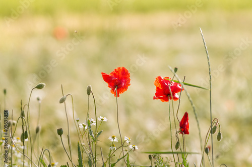 Poppies and cornflowers in a wheat field
