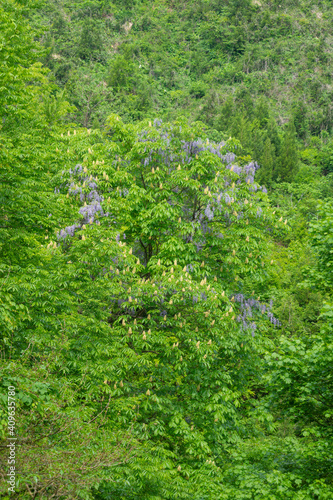 Fototapeta Naklejka Na Ścianę i Meble -  山に咲く野生の藤の花とトチノキ