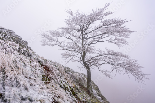 A frozen tree on top of the Zlaty Vrch in Luzicke hory, Czech republic. photo