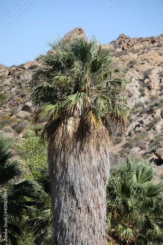 49 Palms (Joshua Tree / USA) photo