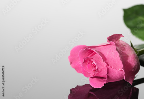 Pink rose. Great reflection. Greeting card for Valentine's Day and birthday