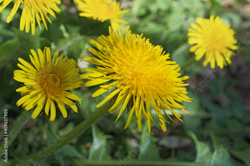 Adorable fresh yellow dandelions in sunny on blurred floral background