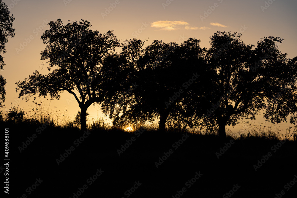 Photo of a group of trees with the sun located on their back during sunset in the north of Extremadura, Spain.