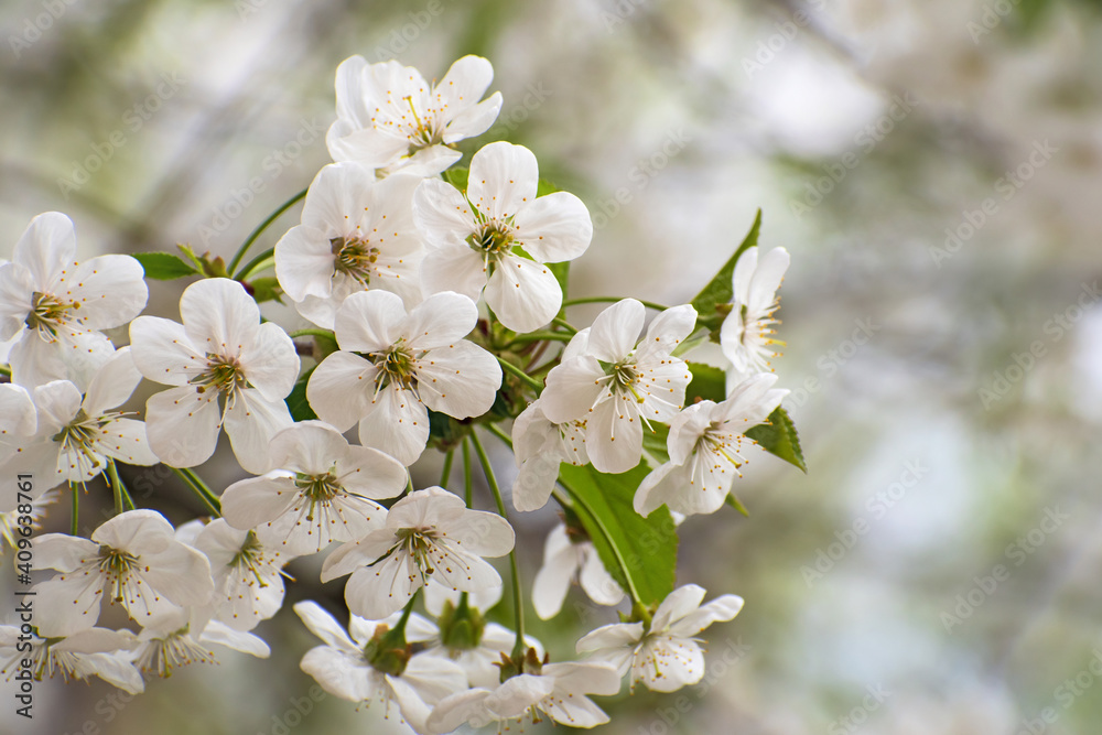 The beautiful  blooming white cherry branch on blurred multicolored floral background.