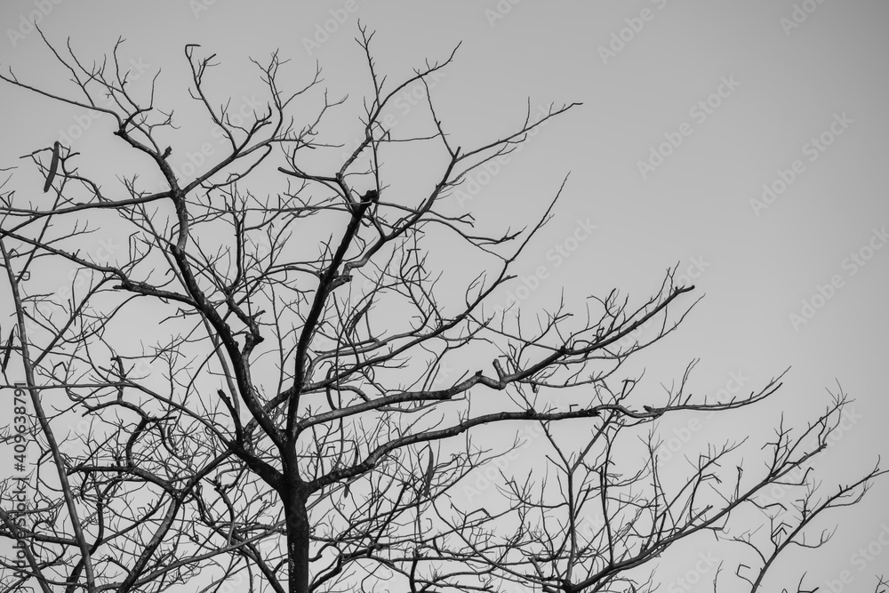 Trees and the sky at park bangkok Thailand. Trees and the sky at park bangkok Thailand.