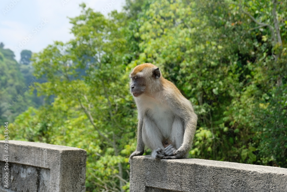 cute monkey sit over the wall 