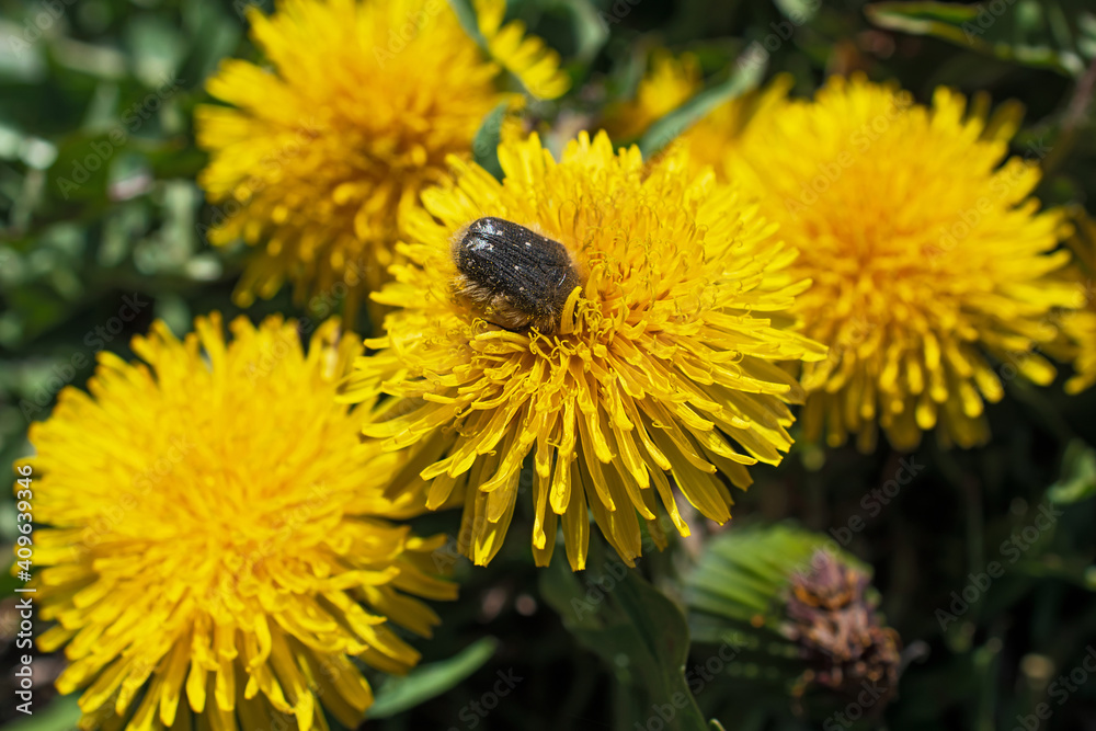 Dark brown fluffy beetle in pollen flowers is on juicy yellow dandelion flower closeup. Dark brown fluffy beetle in pollen flowers is on juicy yellow dandelion flower closeup.
