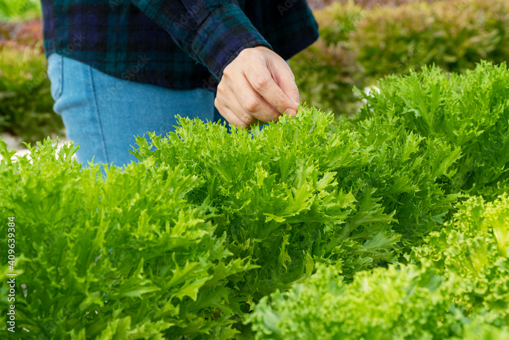 Small business hydroponic farmer concept. Hands of owner checking quality fresh lettuce vegetable produce in green house. Young woman inspect growing nutrition green leaf harvest in garden. Small business hydroponic farmer concept. Hands of owner checking quality fresh lettuce vegetable produce in green house. Young woman inspect growing nutrition green leaf harvest in garden.