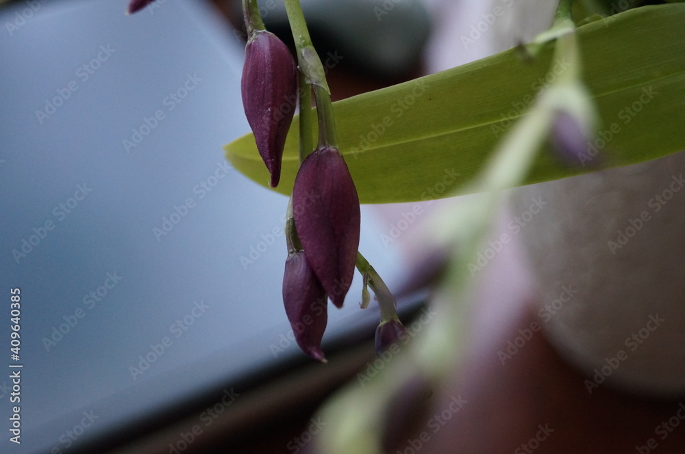 Fototapeta premium purple orchid flower